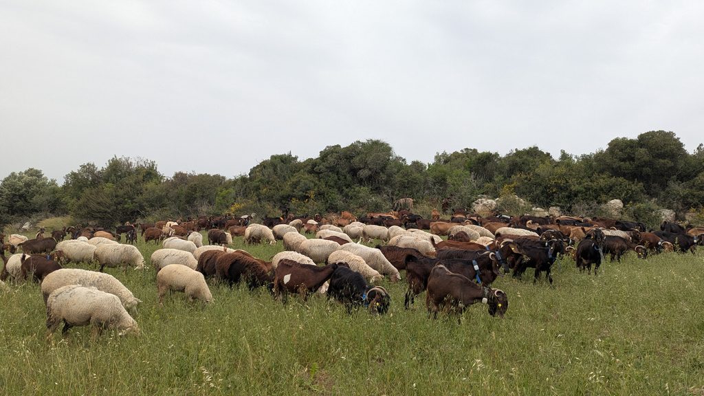 The Ramat Hanadiv herd grazing. Photo by: Maayan Bar Yoel