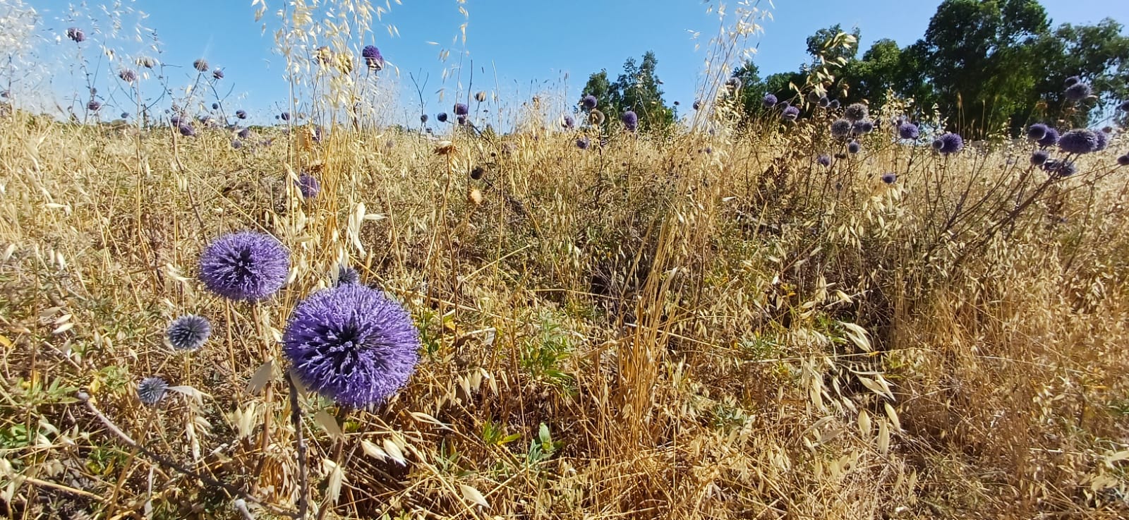 Echinops adenocaulos, Photo by: Ramat Hanadiv