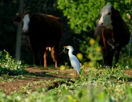 Cattle Egret (Bubulcus ibis) preys on a Lebanon Lizard (Phoenicolacerta laevis) in the Lower Galilee March 2017