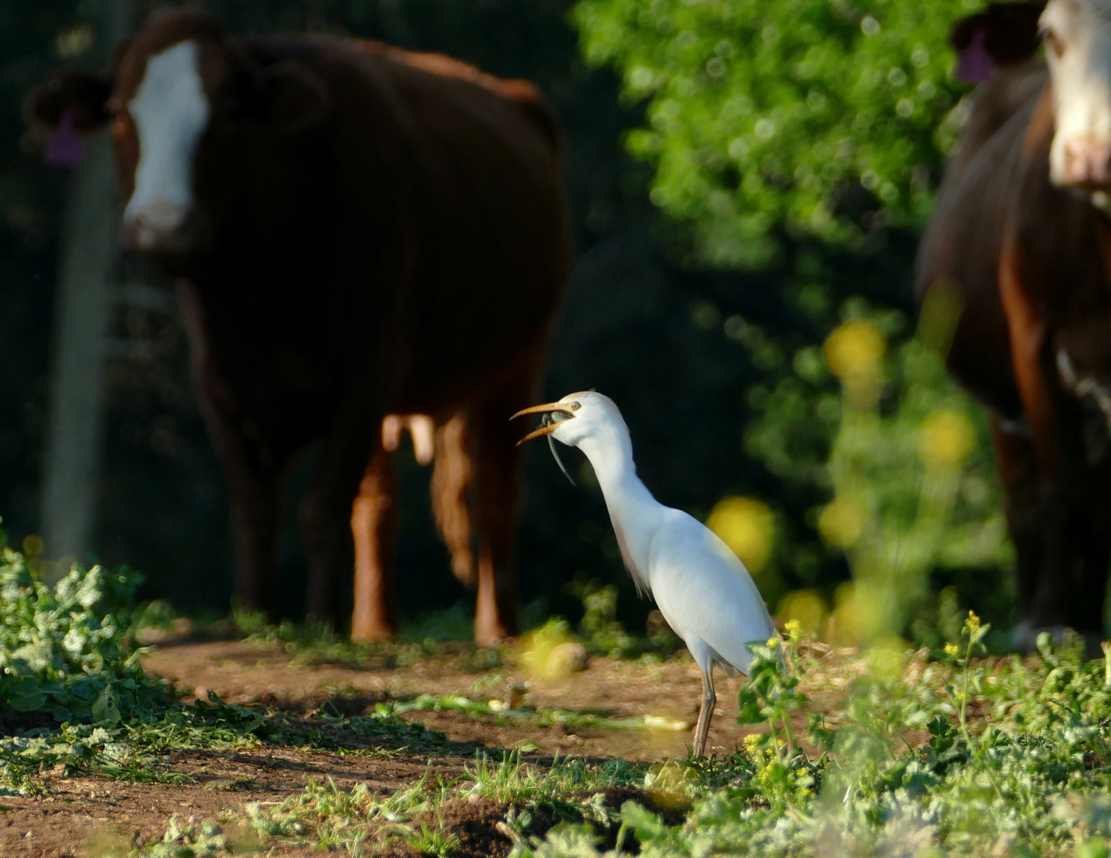 Cattle Egret (Bubulcus ibis) preys on a Lebanon Lizard (Phoenicolacerta laevis) in the Lower Galilee March 2017_