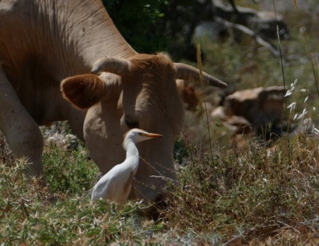 Cattle Egret Foraging next to a cow in Lower Galillee May 2017
