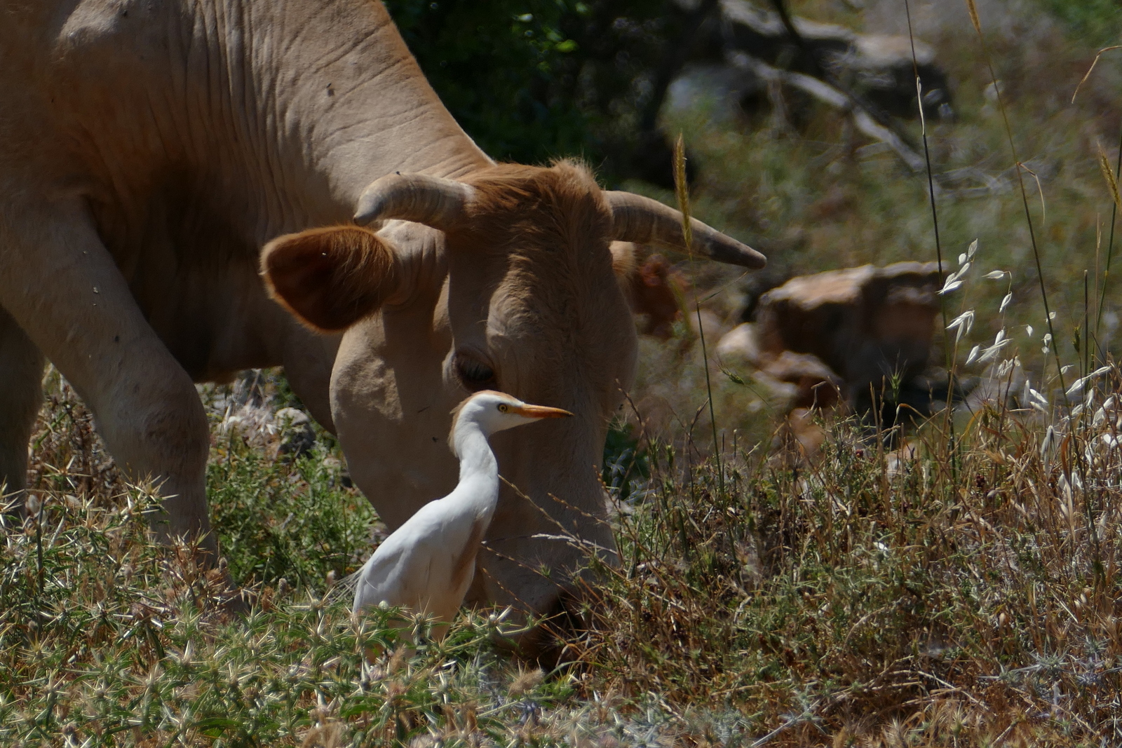 Cattle Egret Foraging next to a cow in Lower Galillee May 2017