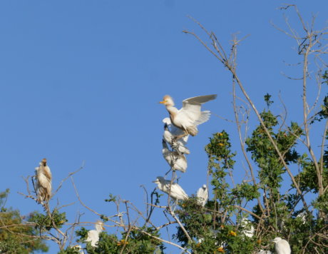 Cattle Egret Nesting Colony in the Lower Galillee (Sakhnin) April 2018