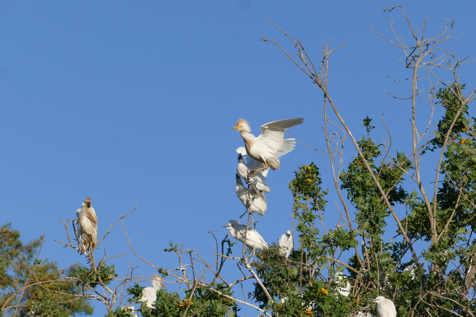 Cattle Egret Nesting Colony in the Lower Galillee (Sakhnin) April 2018