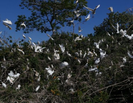 Cattle Egret Nesting Colony in the Lower Galillee (Sakhnin) May 2017