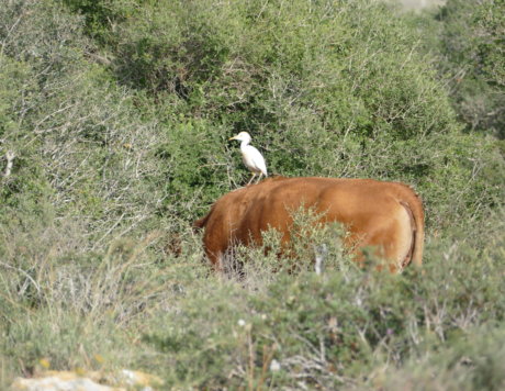 Cattle Egret foraging from the back of a cow, Ramat Hanadiv April 2018