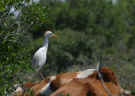 Cattle Egret foraging from the back of a cow, Ramat Hanadiv May 2017