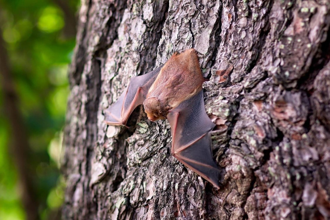 Insect Eating Bat Insect-eating bats as pest suppressors in agriculture systems of ...