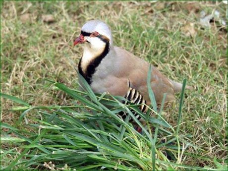 chukar