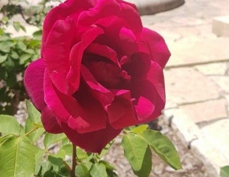 ורד הברון רוטשילד