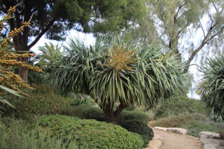 דרקונית קנרית בגן הדקלים