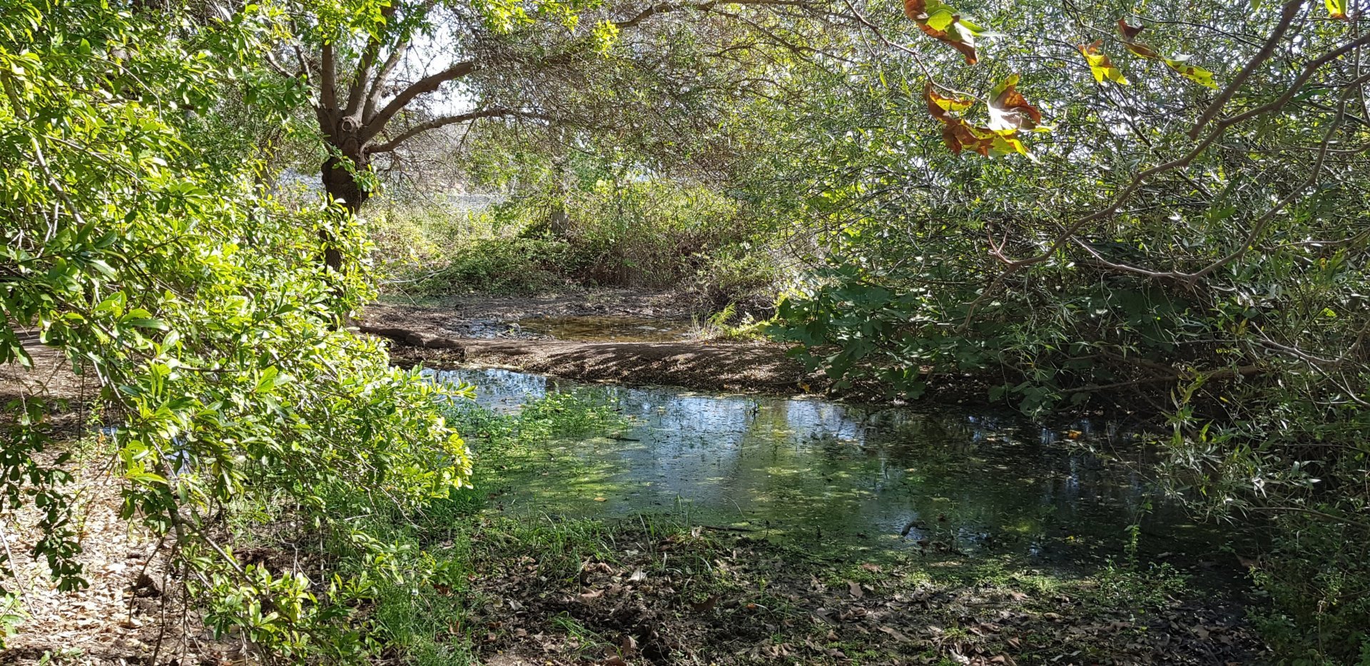 נקודה 4 הבריכה בית הגידול הלח