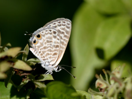 121_2185כחלון (כחליל) האספסת Syntarucus pritihous