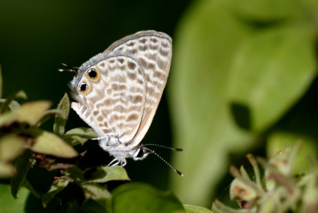 121_2185כחלון (כחליל) האספסת Syntarucus pritihous