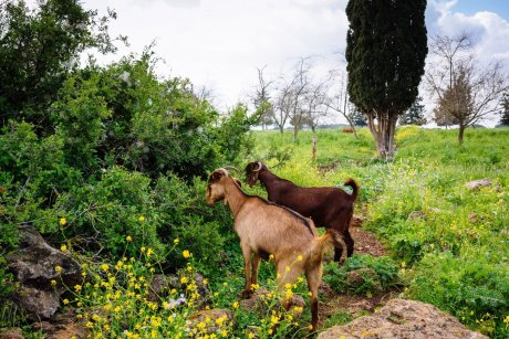 Ramat Hanadiv Nature Park, Israel.