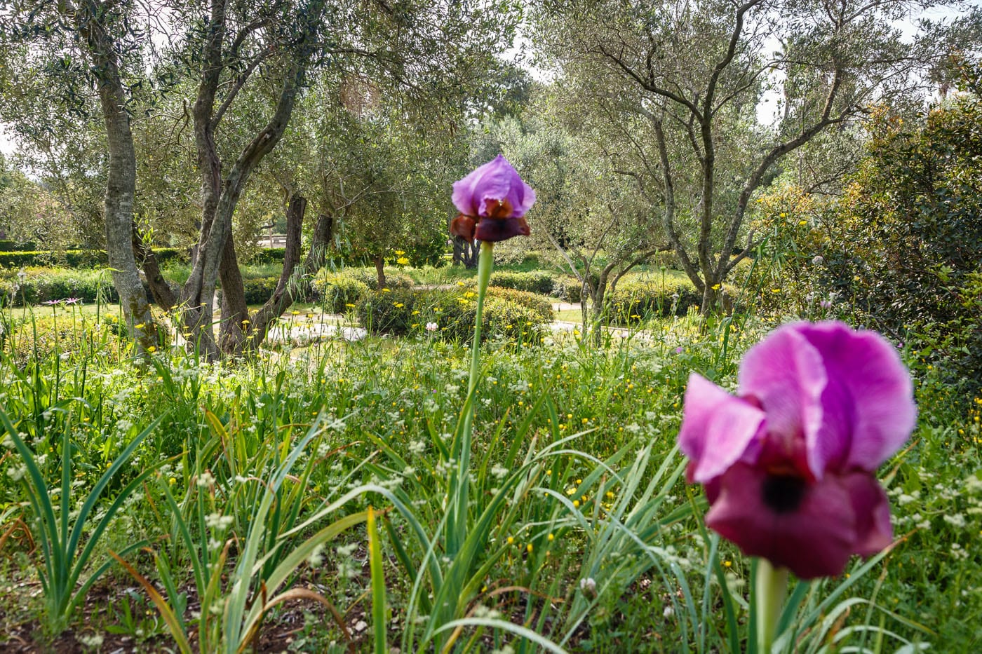 Ramat Hanadiv Gardens, Zichron Yaacov, Israel.