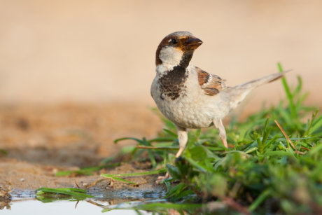 House Sparrow Passer דרור הבית