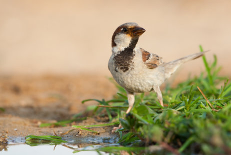 House Sparrow Passer דרור הבית