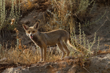 Red Fox שועל מצוי