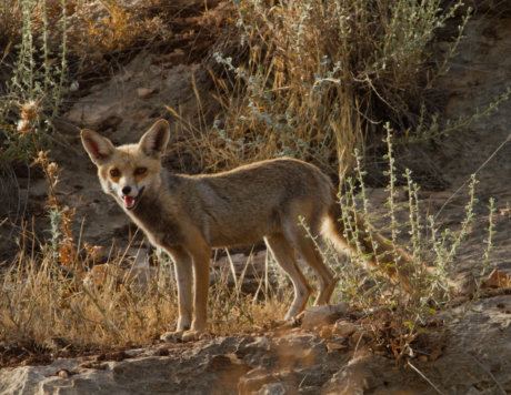 Red Fox שועל מצוי