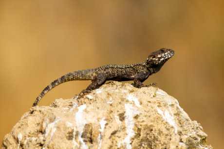 Rough Tail Rock Agama חרדון מצוי