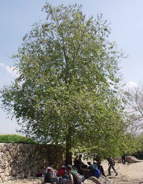 דולב מזרחי - רמת הנדיב