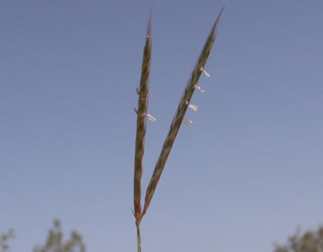 זקניים כפול-השיבולים