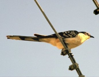 קוקייה מצויצת