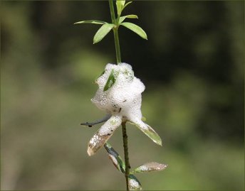 קצפית הרוק