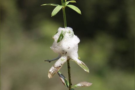 קצפית הרוק