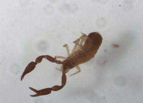 Pseudoscorpion.png