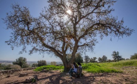 דובי טל (3)