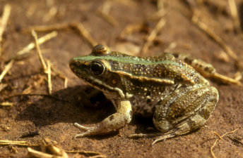 צפרדע נחלים Pelophylax bedriagae