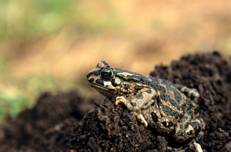 קרפדה ירוקה Pseudepidalea variabilis 2