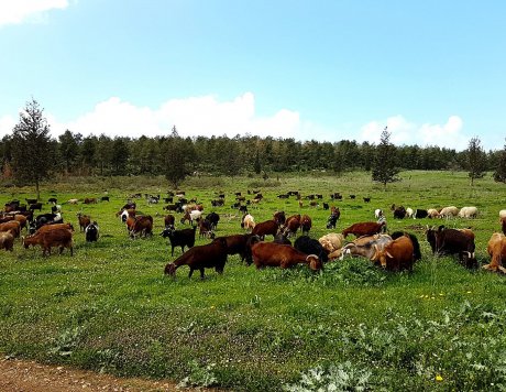 דיר העיזים רועה בשדה פארק הטבע