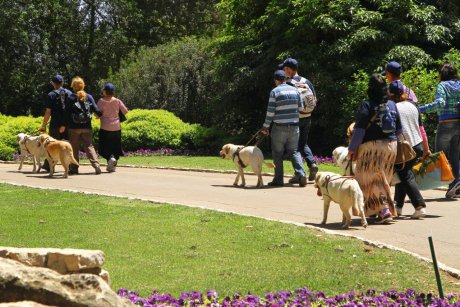 לקויי ראייה עם כלב נחייה בגנים