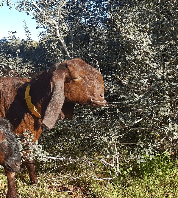 עז דמשקאית