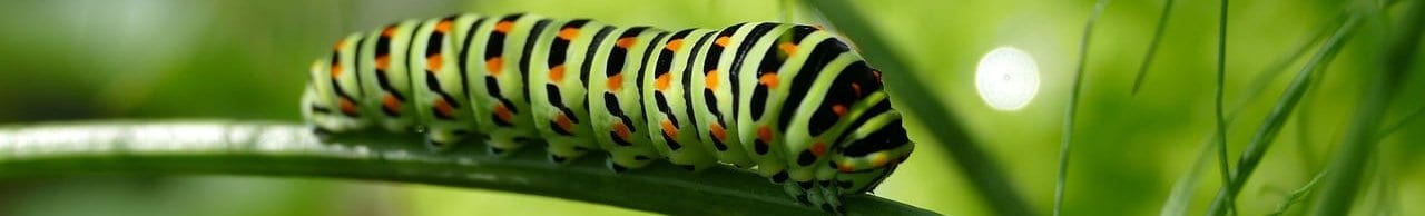 caterpillar-2604350_1280-aspect-ratio-192x29.1