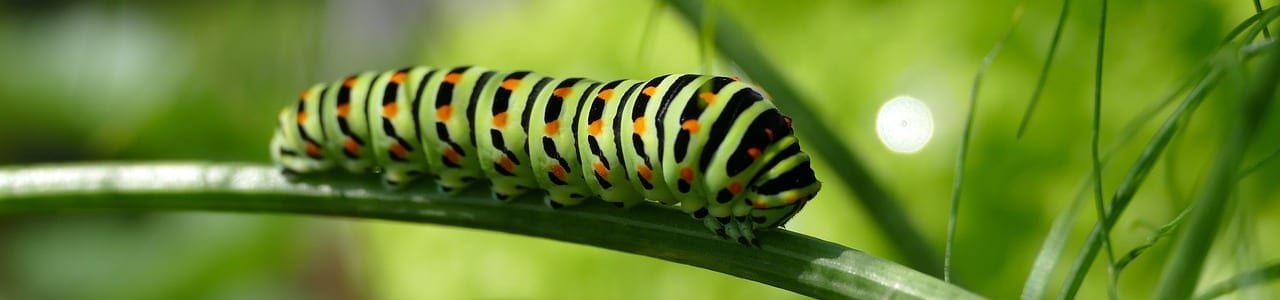 caterpillar-2604350_1280-aspect-ratio-x