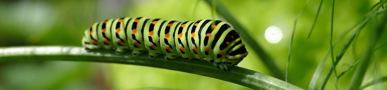 caterpillar-2604350_1280-aspect-ratio-x