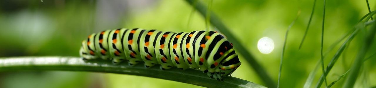 caterpillar-2604350_1280-aspect-ratio-x