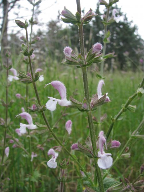 Salvia eigii Zohary