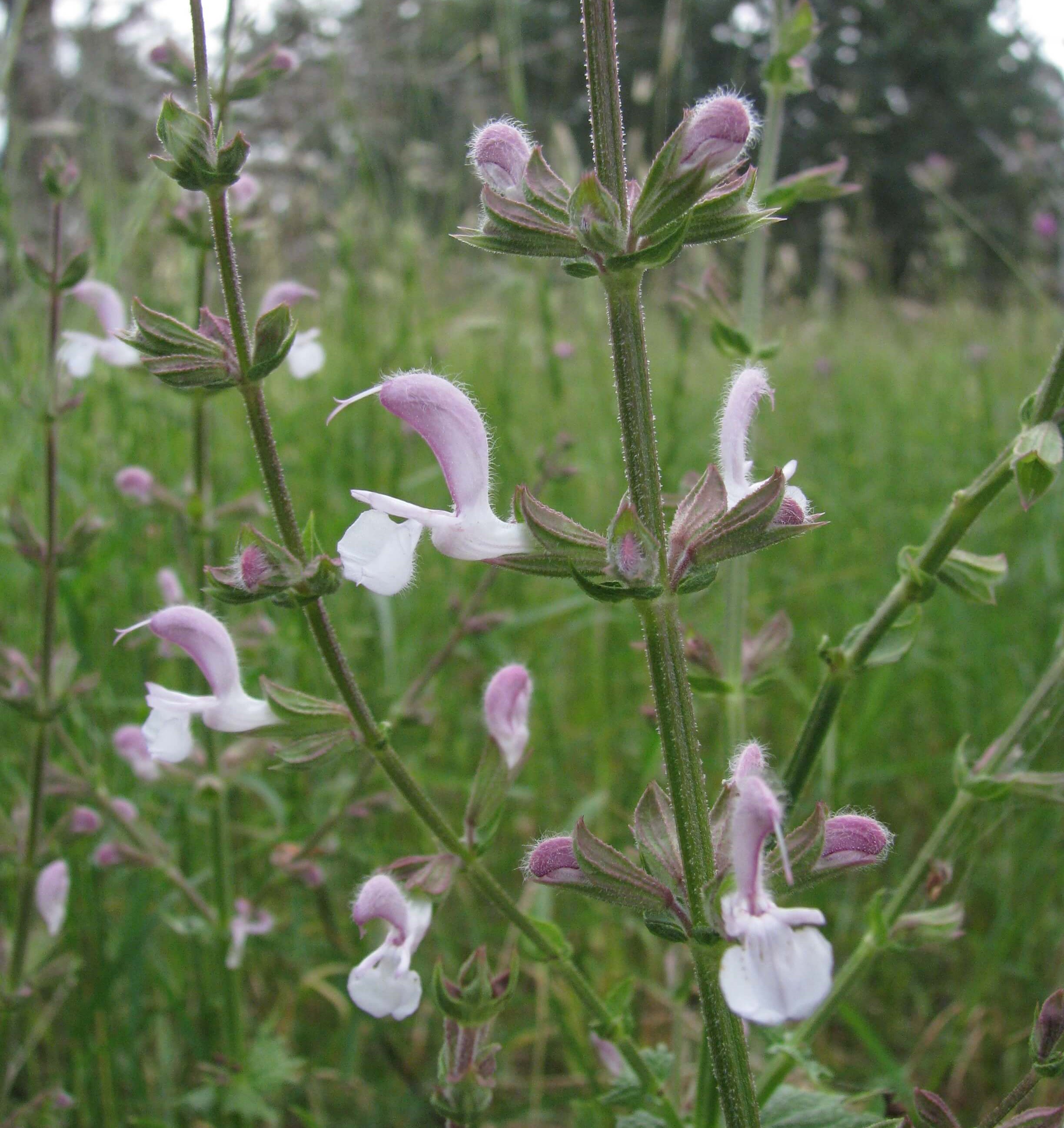 Salvia-eigii-Zohary-aspect-ratio-x