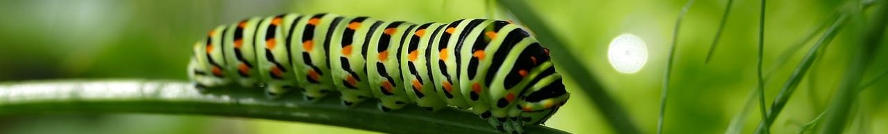 caterpillar-2604350_1280-aspect-ratio-192x29.1