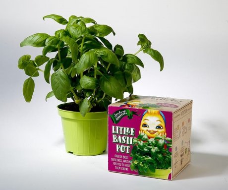 diy plant