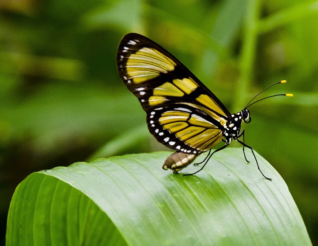 butterfly-404731_1920-aspect-ratio-46x35.6