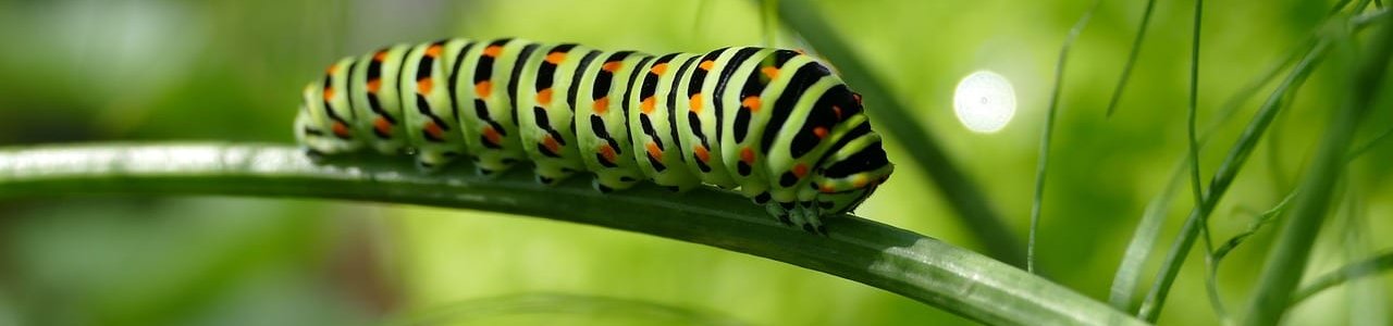 caterpillar-2604350_1280-aspect-ratio-x