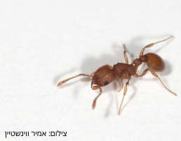 small-red-ant-4-aspect-ratio-46x35.6