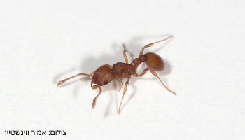 small red ant (4)