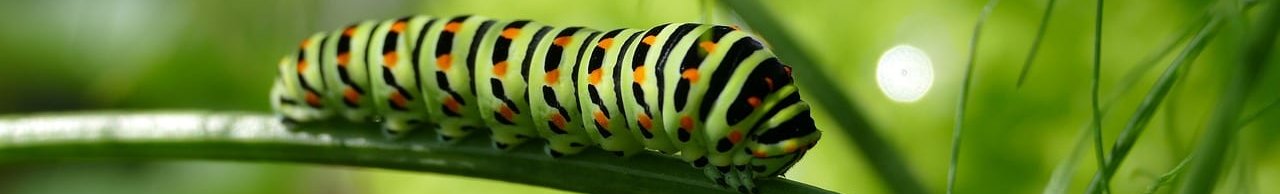 caterpillar-2604350_1280-aspect-ratio-1920x291